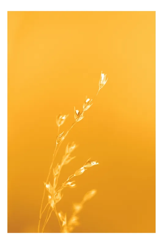 Tablou Canvas, "Răsăritul cald în fire de iarbă", Auriu, Delicat, Simplu, Strălucitor, Încântător, Seren, Liniștitor, Elegant, 70 x 100 cm