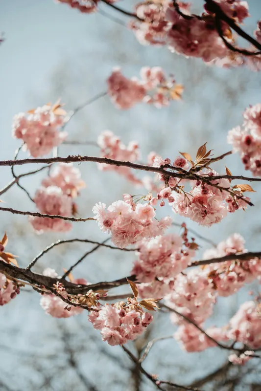 Tablou Canvas, "Sakura sub cer senin de primăvară", Flori, Roz, Crengi, Primăvară, Cer, Delicat, Natură, Petale, Frunze, Frumusețe, 100 x 150 cm – poza 2