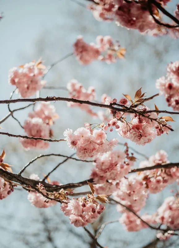 Tablou Canvas, "Sakura sub cer senin de primăvară", Flori, Roz, Crengi, Primăvară, Cer, Delicat, Natură, Petale, Frunze, Frumusețe, 39 x 54 cm – poza 2
