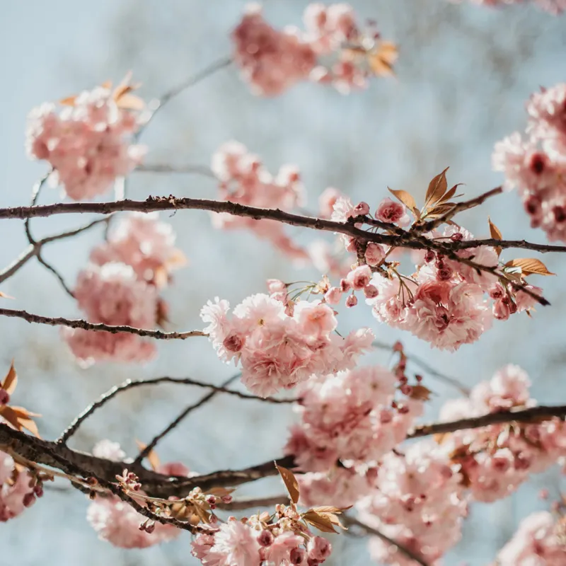 Tablou Canvas, "Sakura sub cer senin de primăvară", Flori, Roz, Crengi, Primăvară, Cer, Delicat, Natură, Petale, Frunze, Frumusețe, 50 x 50 cm – poza 2