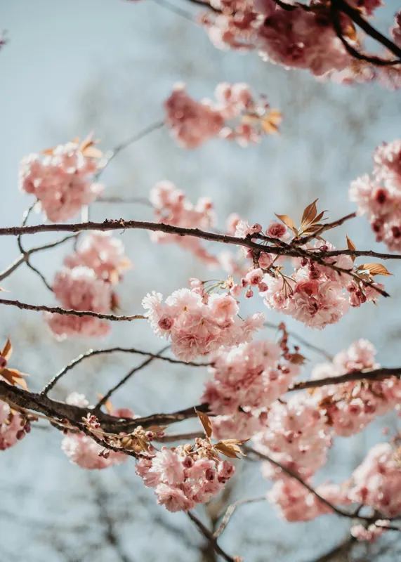 Tablou Canvas, "Sakura sub cer senin de primăvară", Flori, Roz, Crengi, Primăvară, Cer, Delicat, Natură, Petale, Frunze, Frumusețe, 50 x 70 cm – poza 2