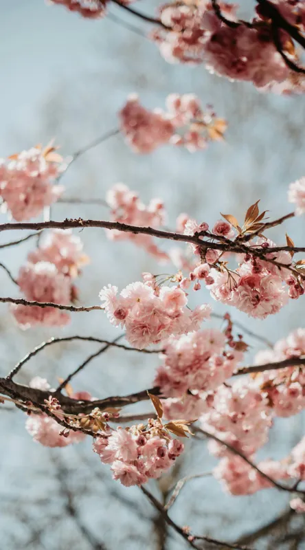 Tablou Canvas, "Sakura sub cer senin de primăvară", Flori, Roz, Crengi, Primăvară, Cer, Delicat, Natură, Petale, Frunze, Frumusețe, 50 x 90 cm – poza 2