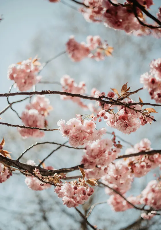 Tablou Canvas, "Sakura sub cer senin de primăvară", Flori, Roz, Crengi, Primăvară, Cer, Delicat, Natură, Petale, Frunze, Frumusețe, 70 x 100 cm – poza 2