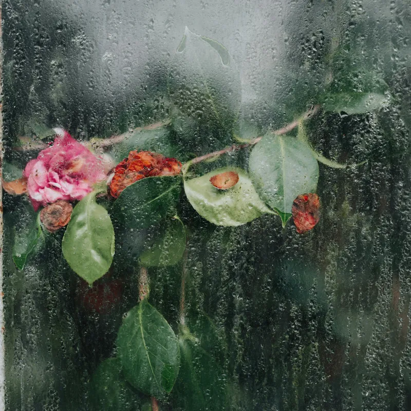 Tablou Canvas, "Flori ofilite după ploaie rece", Plante, Flori, Geam, Picături, Verdeață, Roua, Rece, Natură, Umiditate, Textură, 100 x 100 cm – poza 2
