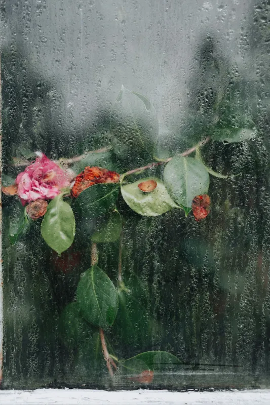 Tablou Canvas, "Flori ofilite după ploaie rece", Plante, Flori, Geam, Picături, Verdeață, Roua, Rece, Natură, Umiditate, Textură, 100 x 150 cm – poza 2