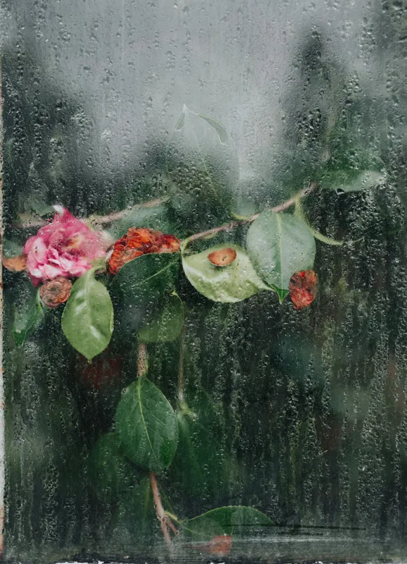 Tablou Canvas, "Flori ofilite după ploaie rece", Plante, Flori, Geam, Picături, Verdeață, Roua, Rece, Natură, Umiditate, Textură, 39 x 54 cm – poza 2