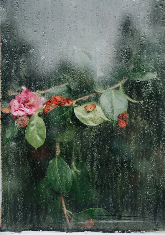 Tablou Canvas, "Flori ofilite după ploaie rece", Plante, Flori, Geam, Picături, Verdeață, Roua, Rece, Natură, Umiditate, Textură, 70 x 100 cm – poza 2