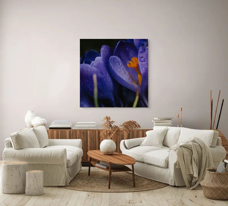 Tablou Canvas, "Petale violet mângâiate de ploaie", Picături, Petale, Violet, Stamine, Frumusețe, Natură, 100 x 100 cm – poza 3