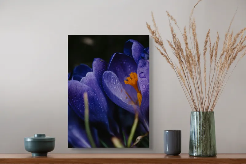 Tablou Canvas, "Petale violet mângâiate de ploaie", Picături, Petale, Violet, Stamine, Frumusețe, Natură, 39 x 54 cm – poza 3