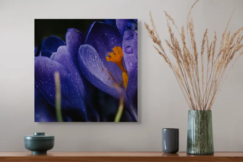 Tablou Canvas, "Petale violet mângâiate de ploaie", Picături, Petale, Violet, Stamine, Frumusețe, Natură, 50 x 50 cm – poza 4