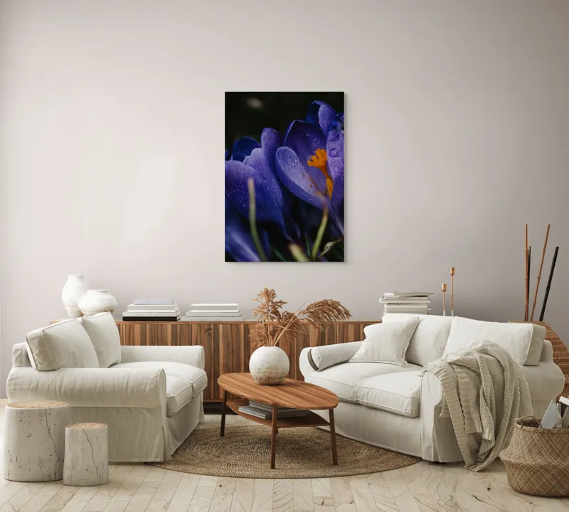 Tablou Canvas, "Petale violet mângâiate de ploaie", Picături, Petale, Violet, Stamine, Frumusețe, Natură, 70 x 100 cm – poza 4