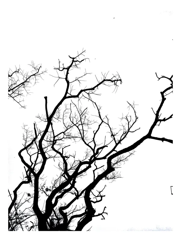 Tablou Canvas, "Umbră de ramuri curajoase și fragile", Crengi, Siluetă, Contrast, Minimalism, Natură, Melancolie, Frumusețe, Întunecate, Încrengături, Cer, Simplicitate, Linie, Dramatic, Textură, Artistic., 39 x 54 cm