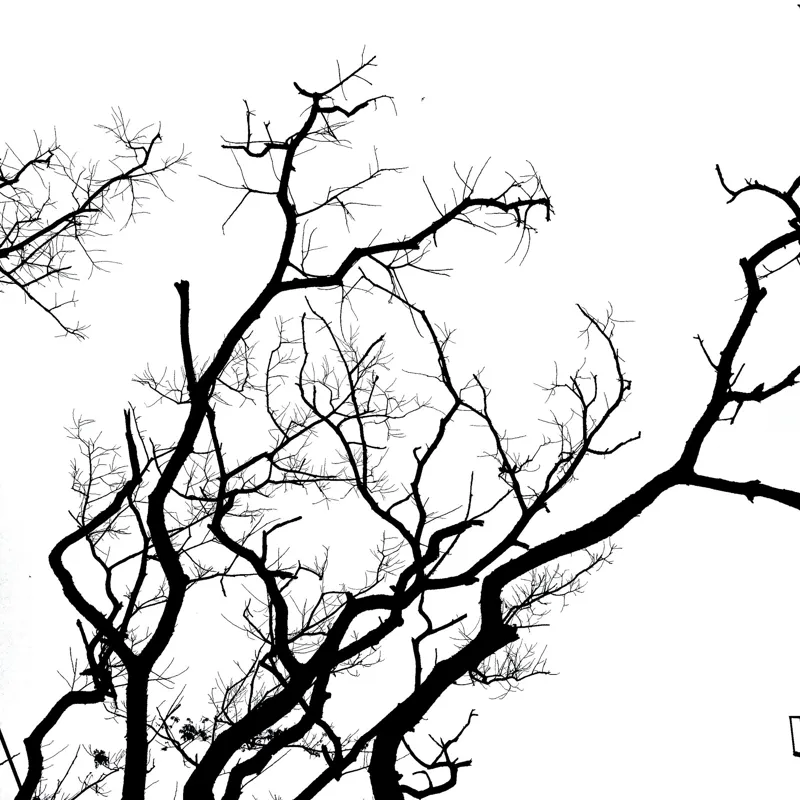 Tablou Canvas, "Umbră de ramuri curajoase și fragile", Crengi, Siluetă, Contrast, Minimalism, Natură, Melancolie, Frumusețe, Întunecate, Încrengături, Cer, Simplicitate, Linie, Dramatic, Textură, Artistic., 100 x 100 cm – poza 2