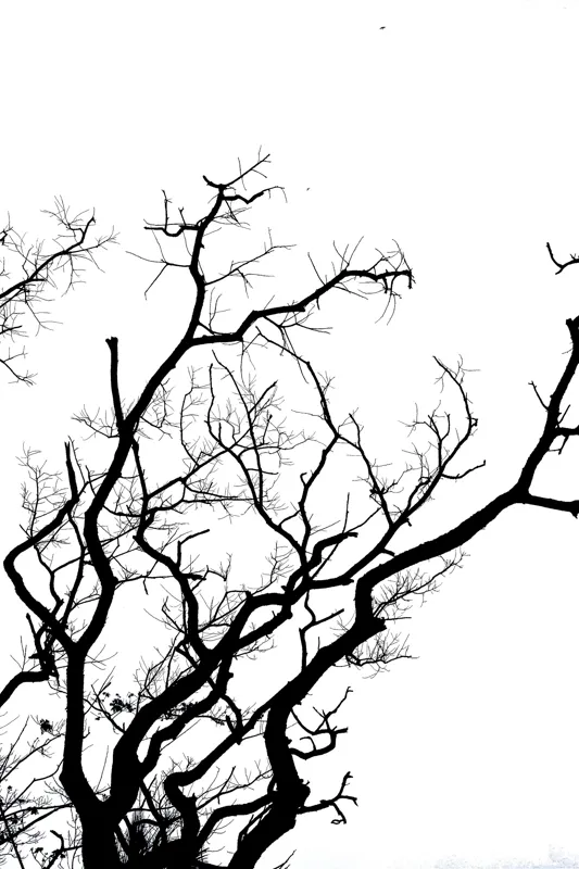 Tablou Canvas, "Umbră de ramuri curajoase și fragile", Crengi, Siluetă, Contrast, Minimalism, Natură, Melancolie, Frumusețe, Întunecate, Încrengături, Cer, Simplicitate, Linie, Dramatic, Textură, Artistic., 100 x 150 cm – poza 2