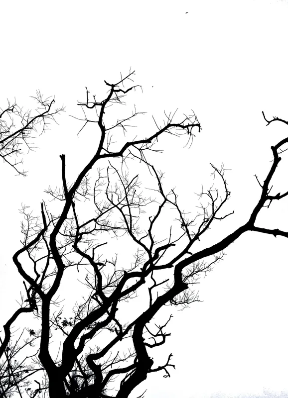 Tablou Canvas, "Umbră de ramuri curajoase și fragile", Crengi, Siluetă, Contrast, Minimalism, Natură, Melancolie, Frumusețe, Întunecate, Încrengături, Cer, Simplicitate, Linie, Dramatic, Textură, Artistic., 39 x 54 cm – poza 2