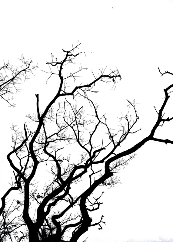 Tablou Canvas, "Umbră de ramuri curajoase și fragile", Crengi, Siluetă, Contrast, Minimalism, Natură, Melancolie, Frumusețe, Întunecate, Încrengături, Cer, Simplicitate, Linie, Dramatic, Textură, Artistic., 50 x 70 cm – poza 2