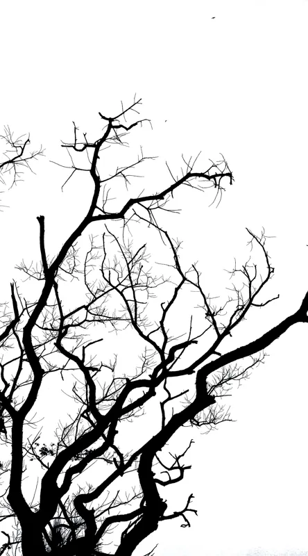 Tablou Canvas, "Umbră de ramuri curajoase și fragile", Crengi, Siluetă, Contrast, Minimalism, Natură, Melancolie, Frumusețe, Întunecate, Încrengături, Cer, Simplicitate, Linie, Dramatic, Textură, Artistic., 50 x 90 cm – poza 2
