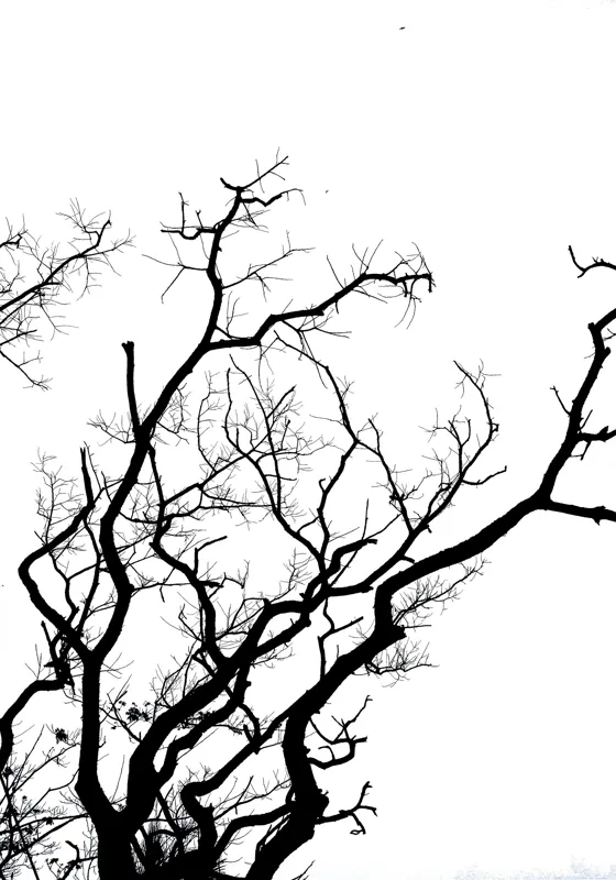 Tablou Canvas, "Umbră de ramuri curajoase și fragile", Crengi, Siluetă, Contrast, Minimalism, Natură, Melancolie, Frumusețe, Întunecate, Încrengături, Cer, Simplicitate, Linie, Dramatic, Textură, Artistic., 70 x 100 cm – poza 2
