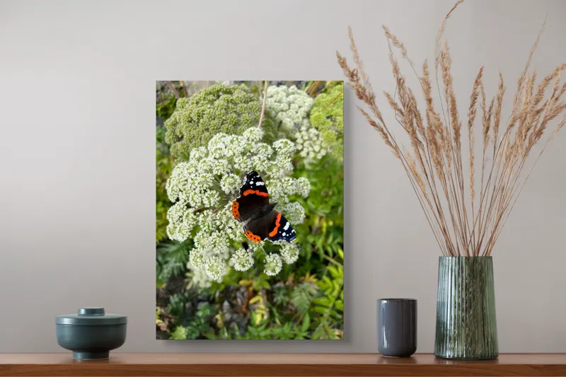Tablou Canvas, "Fluturele și floarea luminoasă a verii", Fluture, Contrast, Natura, Flori, Aripi, Detalii, Culori, Fragilitate, Viu, Verde, Gratie, 39 x 54 cm – poza 3