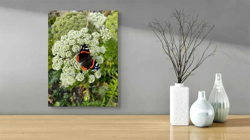Tablou Canvas, "Fluturele și floarea luminoasă a verii", Fluture, Contrast, Natura, Flori, Aripi, Detalii, Culori, Fragilitate, Viu, Verde, Gratie, 39 x 54 cm – poza 4