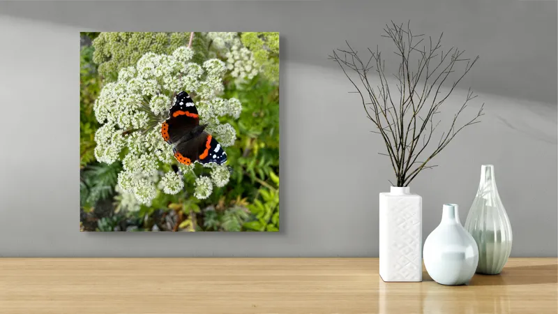 Tablou Canvas, "Fluturele și floarea luminoasă a verii", Fluture, Contrast, Natura, Flori, Aripi, Detalii, Culori, Fragilitate, Viu, Verde, Gratie, 50 x 50 cm – poza 3