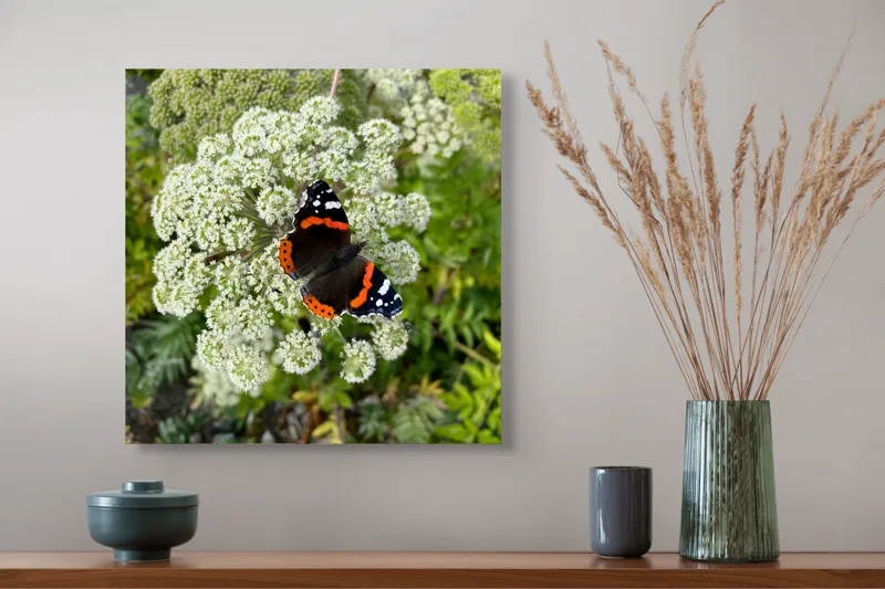 Tablou Canvas, "Fluturele și floarea luminoasă a verii", Fluture, Contrast, Natura, Flori, Aripi, Detalii, Culori, Fragilitate, Viu, Verde, Gratie, 50 x 50 cm – poza 4