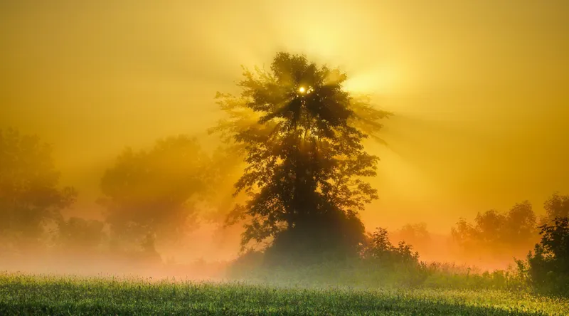 Tablou Canvas, "Răsărit de soare în ceață aurie", Soare, Raze, Copac, Ceață, Câmp, Lumină, Natură, Pace, Dimineață, Serenitate, 90 x 50 cm – poza 2