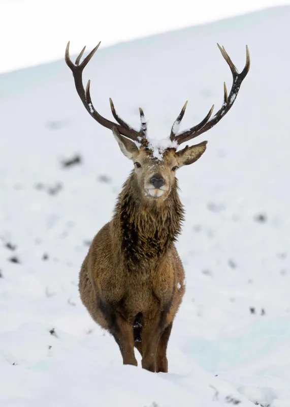 Tablou Canvas, "Cerbul singuratic în zăpada iernii", Deer, Snow, Winter, Antlers, Stare, Majestic, Cold, Nature, Wilderness, White, Calm, Scenery, Solitude, 50 x 70 cm – poza 2