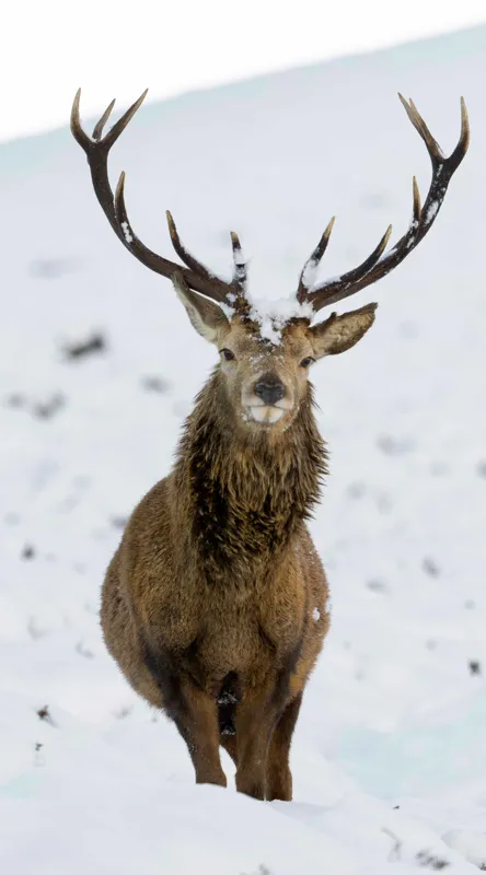 Tablou Canvas, "Cerbul singuratic în zăpada iernii", Deer, Snow, Winter, Antlers, Stare, Majestic, Cold, Nature, Wilderness, White, Calm, Scenery, Solitude, 50 x 90 cm – poza 2