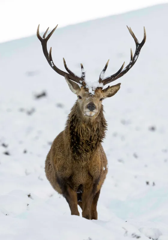 Tablou Canvas, "Cerbul singuratic în zăpada iernii", Deer, Snow, Winter, Antlers, Stare, Majestic, Cold, Nature, Wilderness, White, Calm, Scenery, Solitude, 70 x 100 cm – poza 2