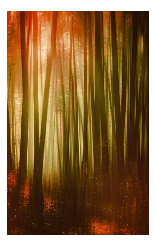 Tablou Canvas, "Pădurea fermecată în lumina apusului", Pădure, Lumină, Mister, Toamnă, Vis, Întuneric, Culoare, Liniște, 50 x 70 cm