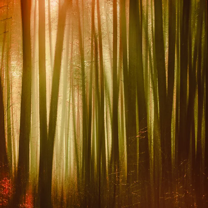 Tablou Canvas, "Pădurea fermecată în lumina apusului", Pădure, Lumină, Mister, Toamnă, Vis, Întuneric, Culoare, Liniște, 50 x 50 cm – poza 2