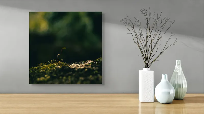 Tablou Canvas, "Mugur verde în tăcerea naturii", Plante, Frunze, Întuneric, Natură, Creștere, Mușchi, Detalii., 50 x 50 cm – poza 3