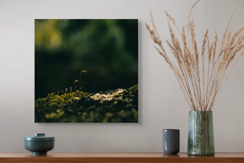 Tablou Canvas, "Mugur verde în tăcerea naturii", Plante, Frunze, Întuneric, Natură, Creștere, Mușchi, Detalii., 50 x 50 cm – poza 4
