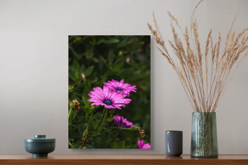 Tablou Canvas, "Flori de primăvară în rouă", Roz, Petale, Garoafe, Verde, Plante, Prospețime, Natură, Picături, Primăvară, Frunziș, Vioi, Înflorire, 39 x 54 cm – poza 3