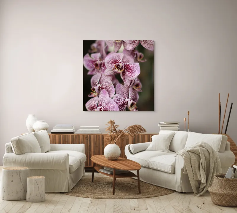 Tablou Canvas, "Orhidee grațioase înflorind splendid", Orhidee, Pestriț, Roz, Delicat, Exotic, Frumusețe, Natură, Viță, Petale, Artă, 100 x 100 cm – poza 3