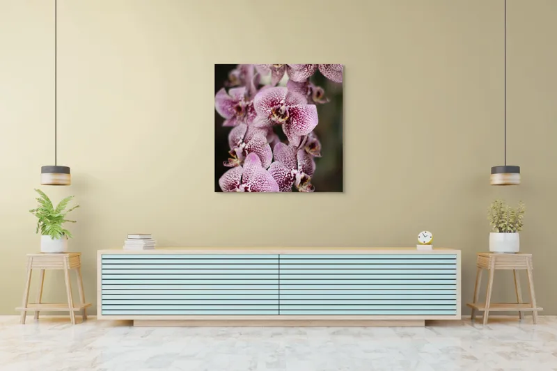 Tablou Canvas, "Orhidee grațioase înflorind splendid", Orhidee, Pestriț, Roz, Delicat, Exotic, Frumusețe, Natură, Viță, Petale, Artă, 100 x 100 cm – poza 5