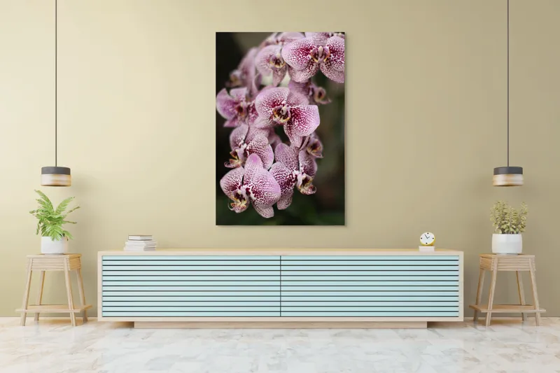 Tablou Canvas, "Orhidee grațioase înflorind splendid", Orhidee, Pestriț, Roz, Delicat, Exotic, Frumusețe, Natură, Viță, Petale, Artă, 100 x 150 cm – poza 4