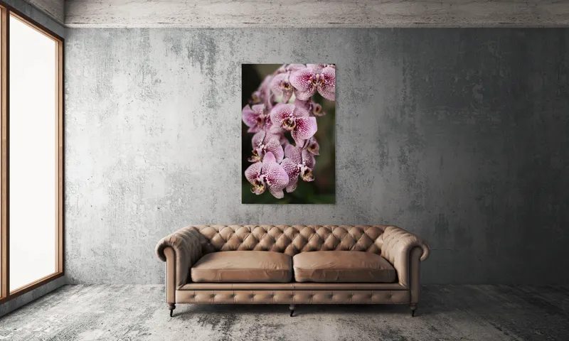 Tablou Canvas, "Orhidee grațioase înflorind splendid", Orhidee, Pestriț, Roz, Delicat, Exotic, Frumusețe, Natură, Viță, Petale, Artă, 100 x 150 cm – poza 6