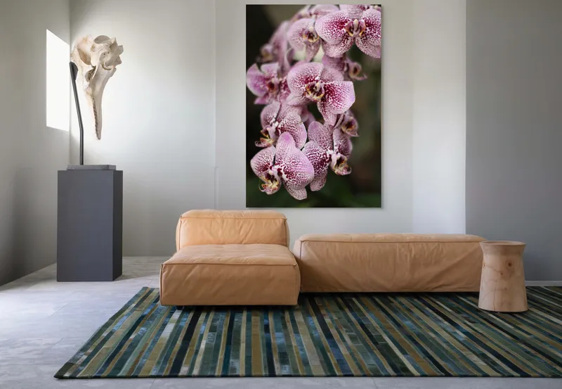 Tablou Canvas, "Orhidee grațioase înflorind splendid", Orhidee, Pestriț, Roz, Delicat, Exotic, Frumusețe, Natură, Viță, Petale, Artă, 100 x 150 cm – poza 7