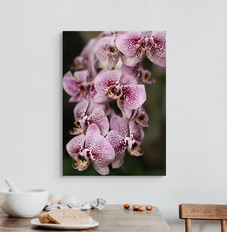 Tablou Canvas, "Orhidee grațioase înflorind splendid", Orhidee, Pestriț, Roz, Delicat, Exotic, Frumusețe, Natură, Viță, Petale, Artă, 50 x 70 cm – poza 3
