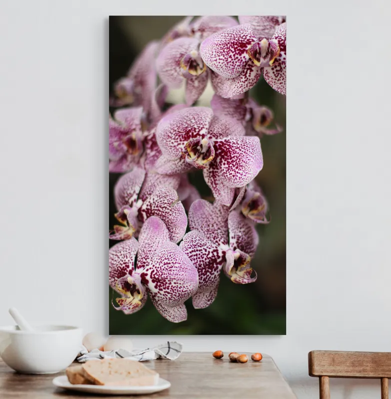 Tablou Canvas, "Orhidee grațioase înflorind splendid", Orhidee, Pestriț, Roz, Delicat, Exotic, Frumusețe, Natură, Viță, Petale, Artă, 50 x 90 cm – poza 3