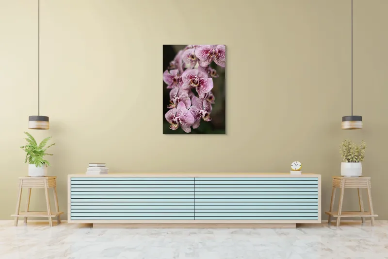 Tablou Canvas, "Orhidee grațioase înflorind splendid", Orhidee, Pestriț, Roz, Delicat, Exotic, Frumusețe, Natură, Viță, Petale, Artă, 70 x 100 cm – poza 5