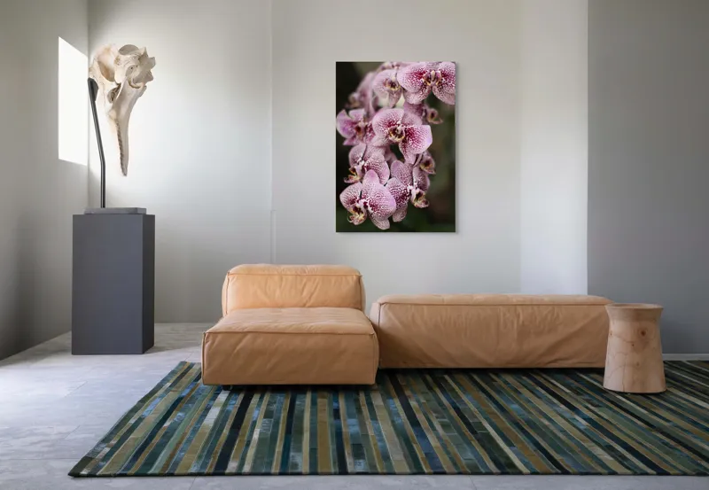 Tablou Canvas, "Orhidee grațioase înflorind splendid", Orhidee, Pestriț, Roz, Delicat, Exotic, Frumusețe, Natură, Viță, Petale, Artă, 70 x 100 cm – poza 7