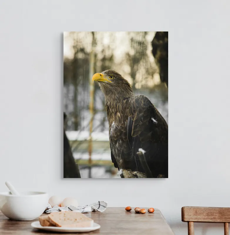 Tablou Canvas, "Privirea ageră a vulturului regal", Vultur, Privire, Majestuos, Penaj, Natură, Cer, Frumos, Puternic, 50 x 70 cm – poza 3