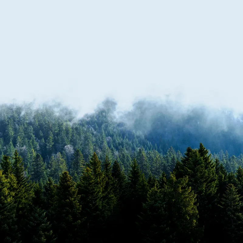 Tablou Canvas, "Cețuri misterioase peste pădurea de brazi", Copaci, Ceață, Verdeață, Natură, Munte, Calm, Seninătate, Aer Curat, 50 x 50 cm – poza 2