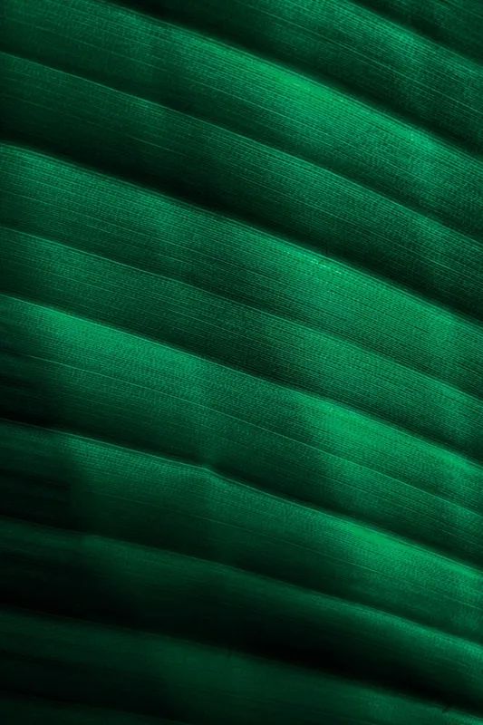 Tablou Canvas, "Frumusețea frunzelor sub razele soarelui", Groove, Verde, Textură, Natură, Lumină, Umbră, Frunză, Linie, Suprafață, Organic, 100 x 150 cm – poza 2