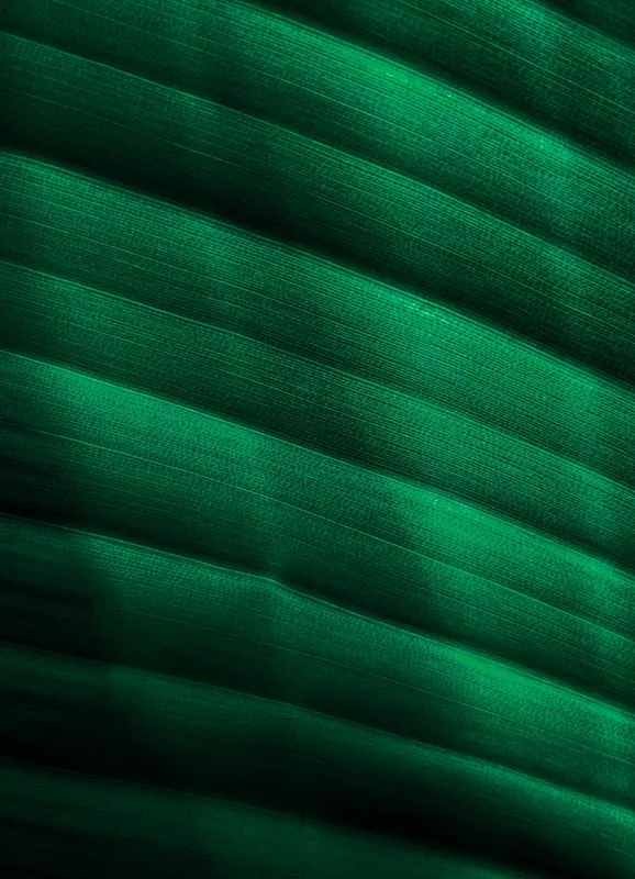 Tablou Canvas, "Frumusețea frunzelor sub razele soarelui", Groove, Verde, Textură, Natură, Lumină, Umbră, Frunză, Linie, Suprafață, Organic, 39 x 54 cm – poza 2
