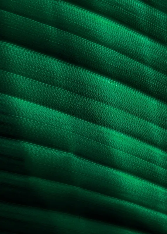 Tablou Canvas, "Frumusețea frunzelor sub razele soarelui", Groove, Verde, Textură, Natură, Lumină, Umbră, Frunză, Linie, Suprafață, Organic, 50 x 70 cm – poza 2