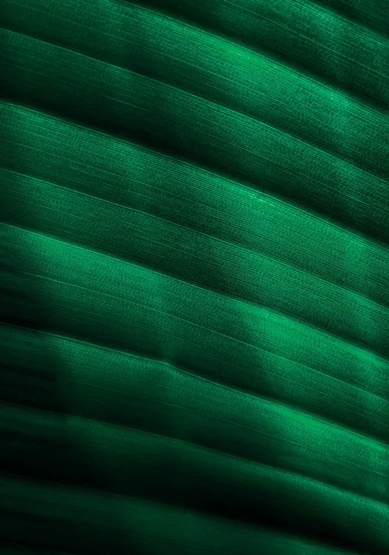 Tablou Canvas, "Frumusețea frunzelor sub razele soarelui", Groove, Verde, Textură, Natură, Lumină, Umbră, Frunză, Linie, Suprafață, Organic, 70 x 100 cm – poza 2
